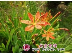 射干营养杯 射干小苗 射干盆栽 射干价格 鞍山宿根花卉园图1