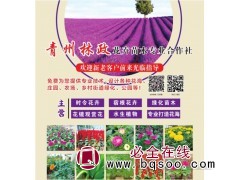 鸢尾基地 青州林政苗木常年全国供应时令宿根花卉草花 鸢尾价格图1