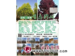 金叶榆现货供应@4-18公分金叶榆@泓林生态园林@金叶榆图1