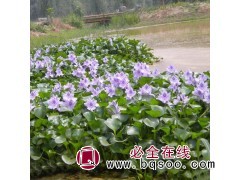 供应各种工程绿化小苗 基地直销 优质凤眼莲水葫芦 泊美生态园图1