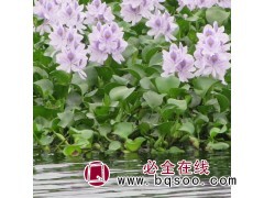 供应各种工程绿化小苗 基地直销 优质凤眼莲水葫芦 泊美生态园图2