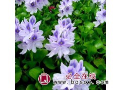 供应各种工程绿化小苗 基地直销 优质凤眼莲水葫芦 泊美生态园图3