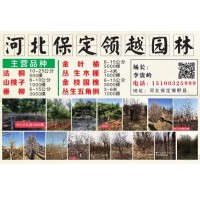 3-6米丛生五角枫基地@河北苗木网@领越园林@丛生五角枫