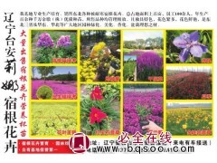 荷兰菊批发_种植基地批发荷兰菊_量大从优_价格优惠 莉娜花卉图1