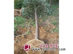 采购小叶香樟_认准葫芦兄弟_基地直发价更低 四川小叶香樟基地图1