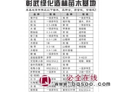 0.5-2米侧柏苗@辽宁侧柏小苗批发 彰武绿化造林苗木 侧柏图1