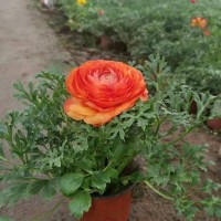 芹叶牡丹