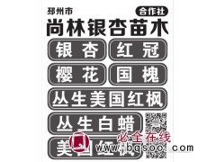尚林银杏合作社@邳州银杏树@江苏银杏价格@银杏行道树@银杏图1