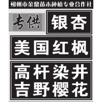 日本吉野樱花_规格齐全_报价 染井吉野樱 邳州樱花 金鼎苗木