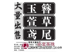 现货供应金边玉簪 金边玉簪花 常绿植物 玉簪基地 东北花卉图1