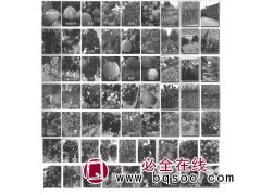 建明苗木@河北果树苗批发@秦皇岛果树苗繁育基地@果树苗供应图1