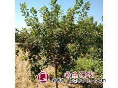 专业黄栌小苗供应 黄栌带土保湿发送_易成活_带土发货低价图1