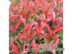 高度50-200公分红叶石楠@海宁红叶石楠小苗批发 绿园苗木图1