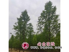 专供水杉 水杉树_水杉树苗_水杉树图片 海宁水杉 兴旺苗木图1