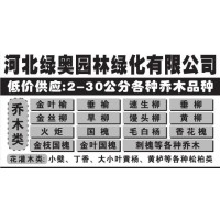 低价处理2-30公分金叶榆，垂榆@绿奥园林@河北苗木网@垂榆