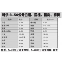 特供5-20公分速生白蜡 速生国槐量大 山东苗木网@白蜡基地