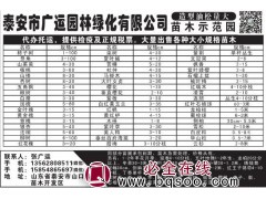3公分皂角大量供应@皂角小苗批发@广运园林@山东苗木网图1