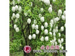 吉林木绣球 东北绣球荚蒾 八仙花 白花木绣球 日本木绣球树苗图1