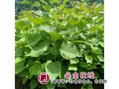 大量供应丛生丁香_东北大叶丁香苗 生长速度快_忠杰花卉图1