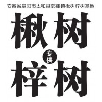 1-30公分的楸树、梓树小苗量大；新品种楸树 安徽楸树基地