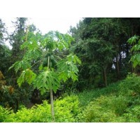 菏泽木瓜树_基地直销_成活高 木瓜树全国销售 木瓜 东方绿化