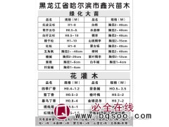 2-40公分五角枫@东北五角枫价格表@鑫兴苗木@五角枫大树图1