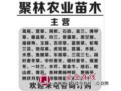 鱼腥草批发采购_鱼腥草供应_鱼腥草价格_鱼腥草批发-聚林苗木图1