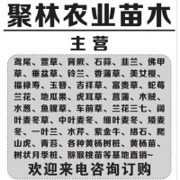 鱼腥草批发采购_鱼腥草供应_鱼腥草价格_鱼腥草批发-聚林苗木