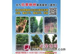 组培苗/嫁接苗/2-3公分小苗/3-15公分成品楸树6千亩图1
