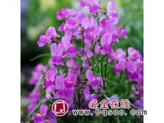 香雪球种子批发 香雪球种子价格 优质牧草物美价廉 万花谷生态图2