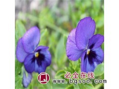 进口紫罗兰种子图1