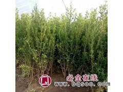 瓜子黄杨批发 瓜子黄杨苗价格 洛阳瓜子黄杨小苗批发 黄杨小苗图1
