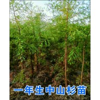 一年生中山杉小苗 杉缘园林 江苏中山杉小苗批发 中山杉苗大量