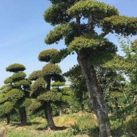 供湖北刺冬青（柞树） 春禾园林 柞树基地 柞树盆景 柞树造型