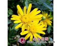 茼蒿菊 玛格丽特 木春菊供应商家批发 万花谷生态 茼蒿菊种子图1