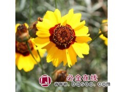 蛇目菊种子图1