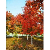 十月光辉红枫 山东太平洋晚霞 树种纯正 变色自然 怡嘉园林
