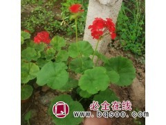 自家种植天竺葵 绿化用天竺葵 天竺葵小苗 天竺葵批发 花海图1