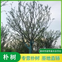 朴树产地 朴树工程用苗 低价销售15公分朴树 精品朴树基地