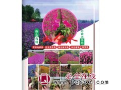 山东青州草花,粉黛乱子草,马鞭草苗,芝樱苗,宿根草花 山合水图1