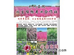 观赏草基地@浙江细叶芒供应@益殿水生植物专业合作社@细叶芒图1