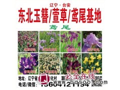 东北玉簪/萱草/鸢尾基地/宏运花卉/花海设计/造景用花苗专供图2