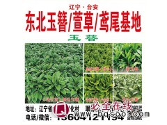 东北玉簪/萱草/鸢尾基地/宏运花卉/花海设计/造景用花苗专供图1