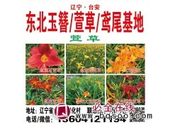 东北玉簪/萱草/鸢尾基地/宏运花卉/花海设计/造景用花苗专供图3