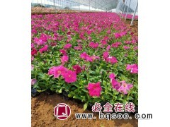 优质矮牵牛-优选青州尚浩花卉矮牵牛/优质矮牵牛花苗@牵牛花图1