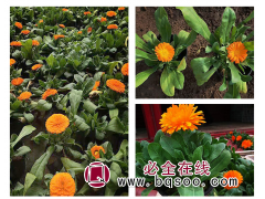 金盏菊基地 金盏菊苗价格 金盏菊批发 诚诺花卉 金盏菊钵苗图1