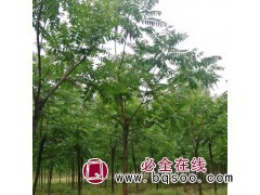 臭椿 山东苗木基地 冠县绿城苗木 臭椿树成活率高 臭椿基地图1