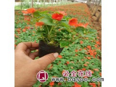 非洲凤仙_培育基地-非洲凤仙的常见品种有哪些-承玉花卉苗木图1