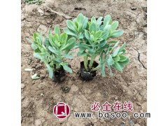 急售大量八宝景天_送货上门_山东八宝景天苗批发 好全花卉图1