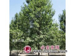 白蜡最新报价 明诚苗木 邳州白蜡 速生白蜡价格 白蜡行道树图1